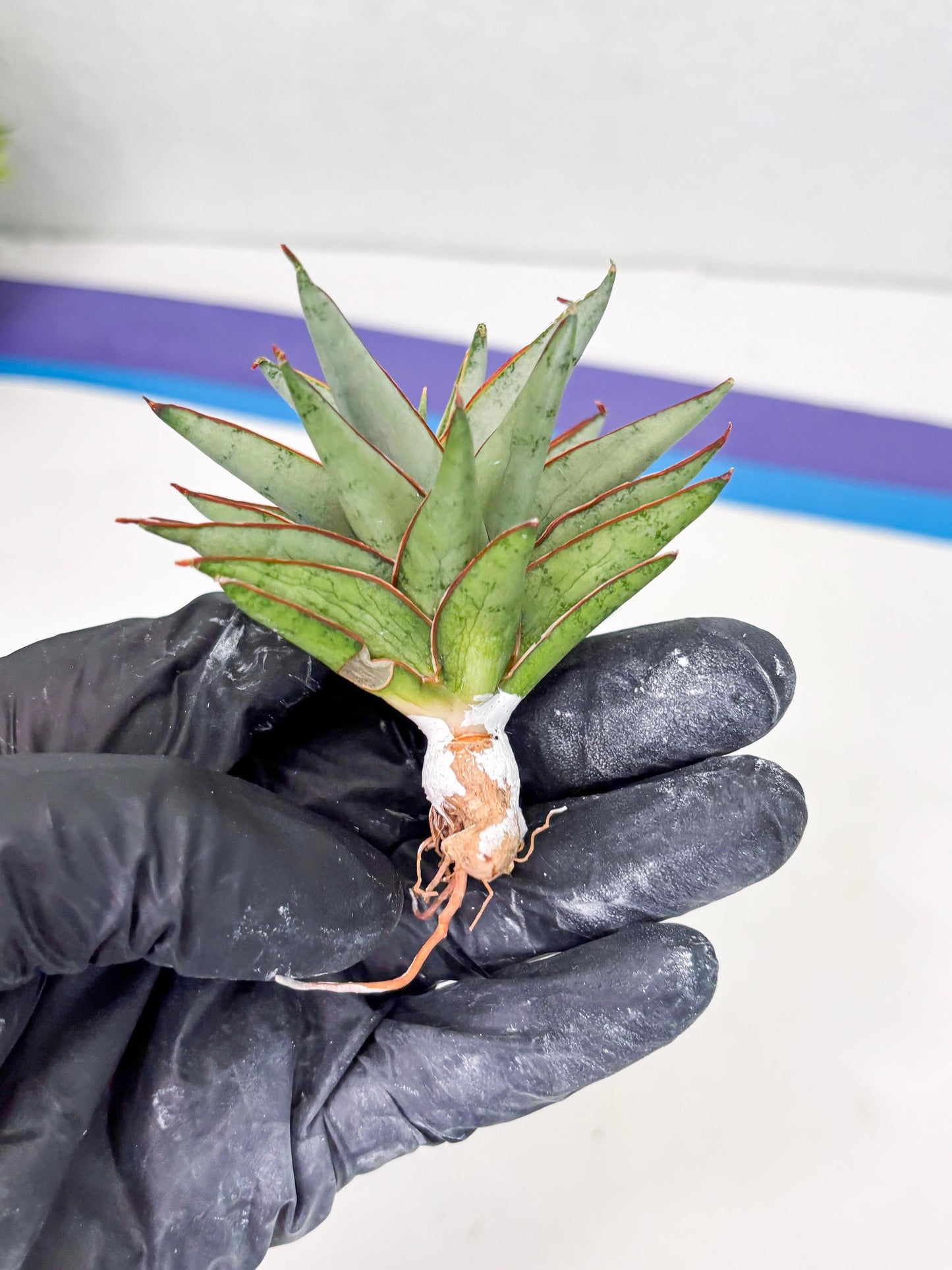 Sansevieria Baby Yoda (su4) (9) | Dwarf Hybrids