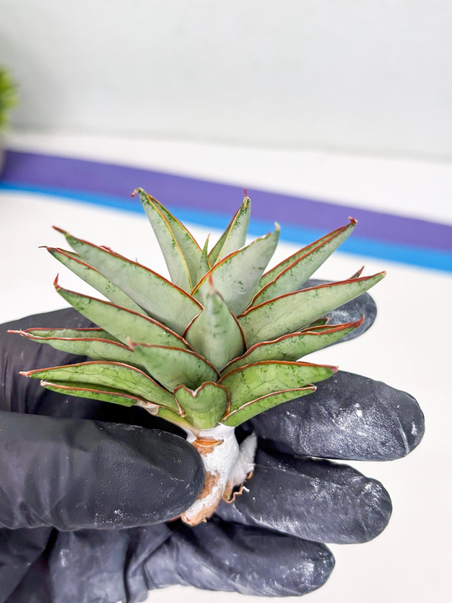 Sansevieria Baby Yoda (su4) (9) | Dwarf Hybrids