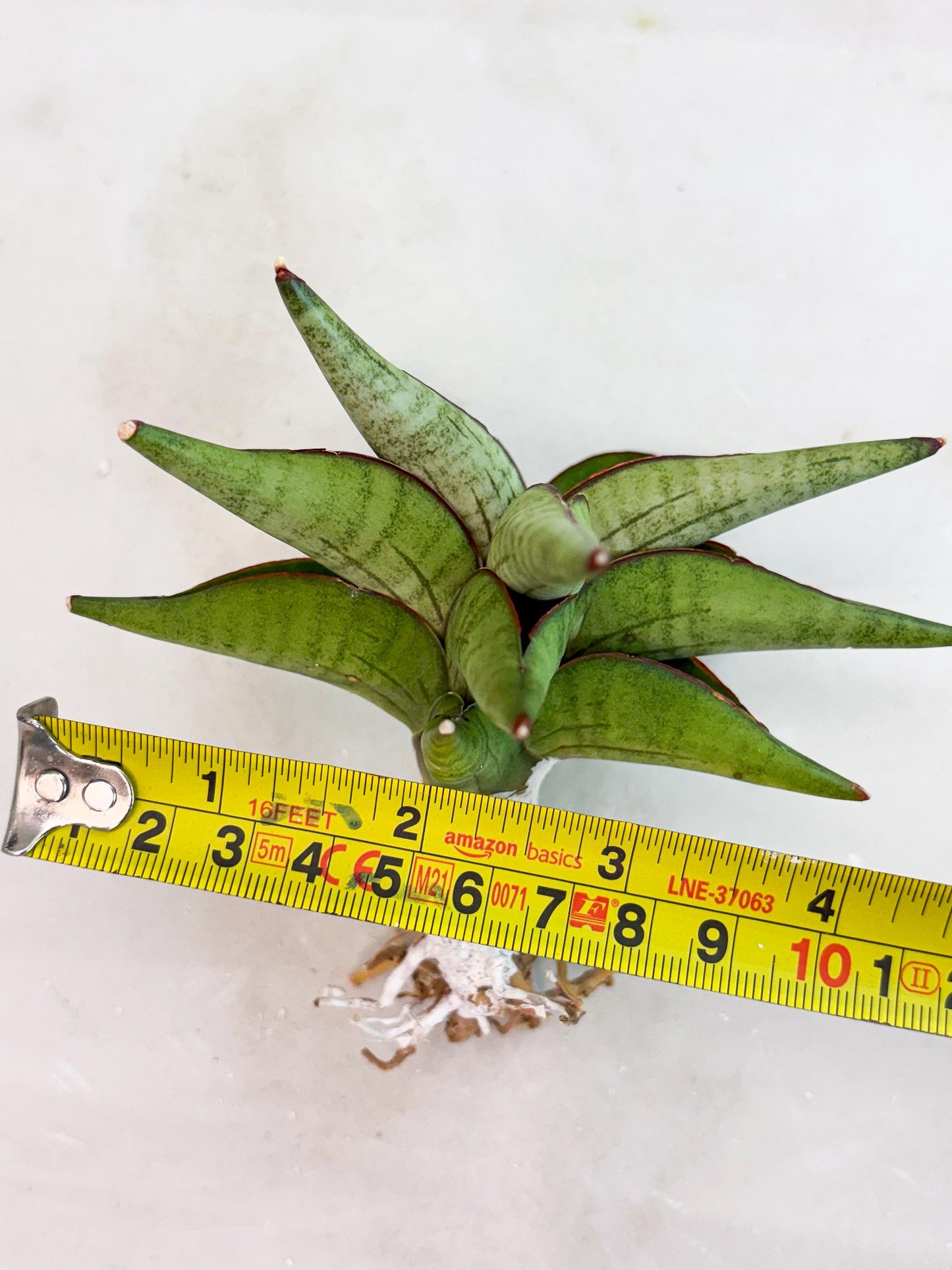 Sansevieria Waddao (su4) (14) | Imported House Plants