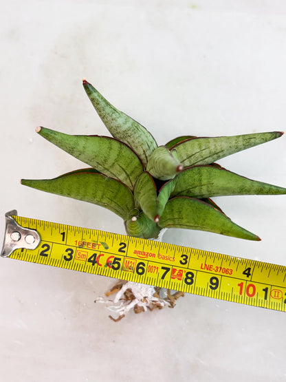 Sansevieria Waddao (su4) (14) | Imported House Plants