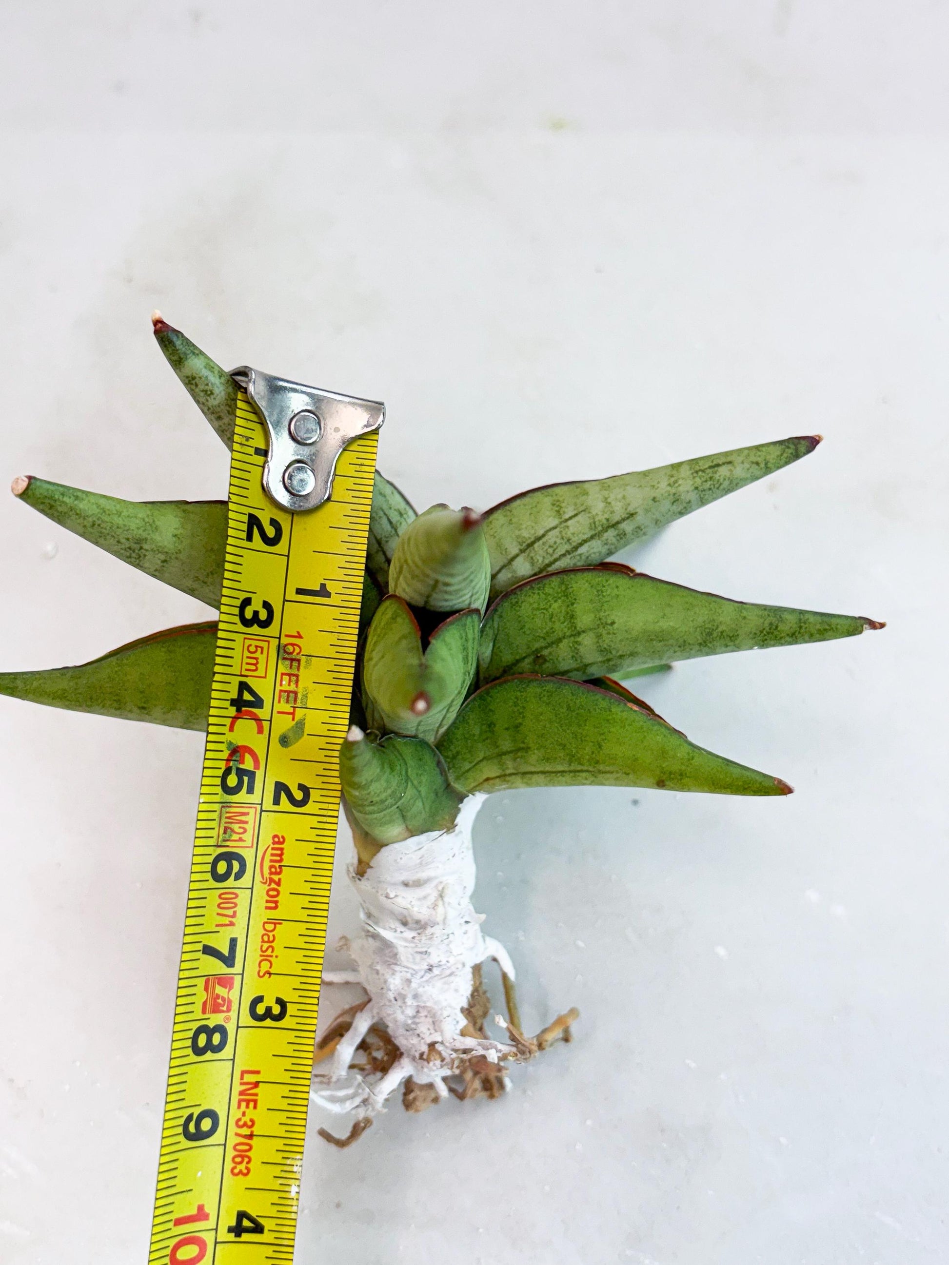 Sansevieria Waddao (su4) (14) | Imported House Plants