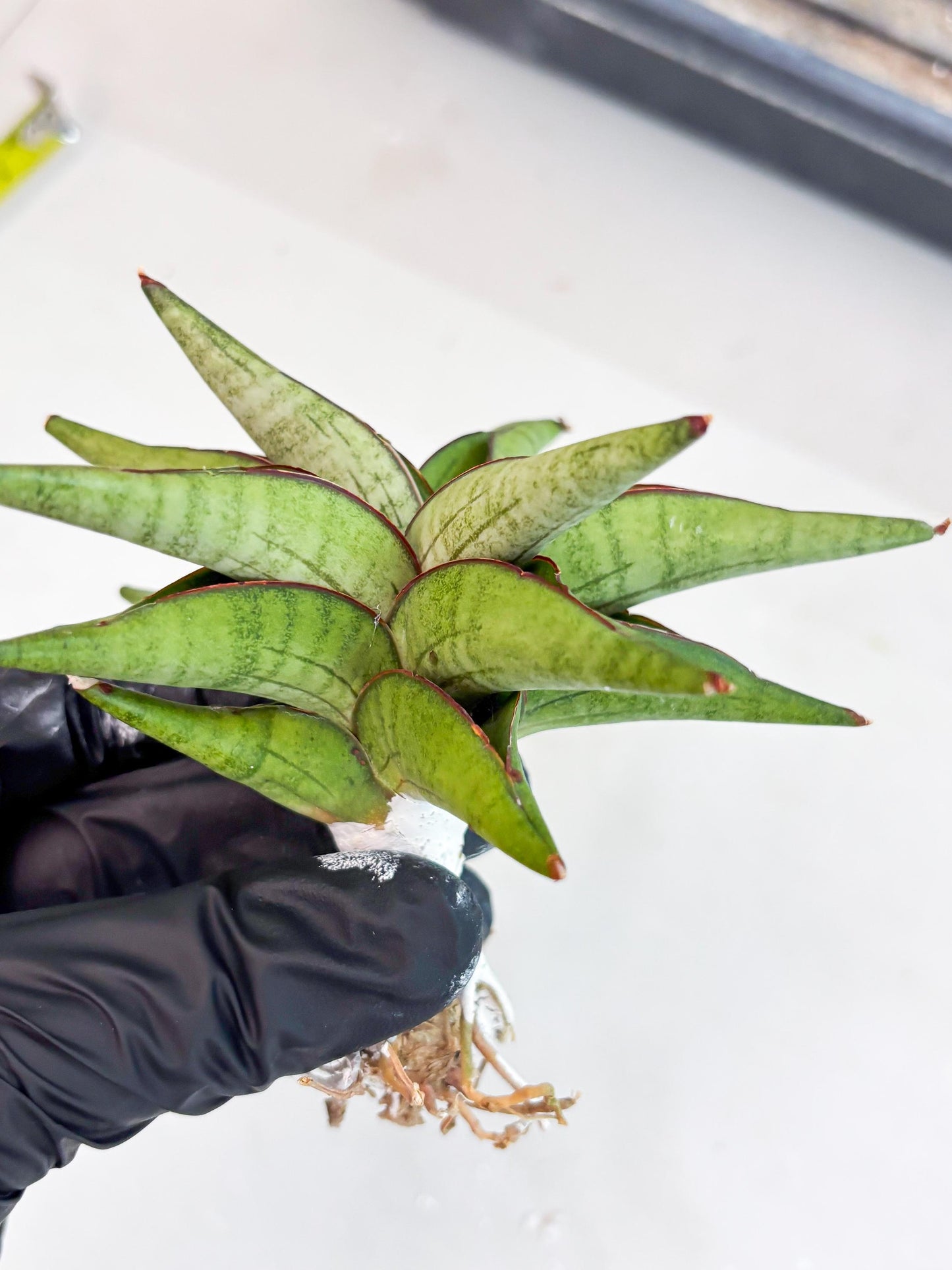 Sansevieria Waddao (su4) (14) | Imported House Plants