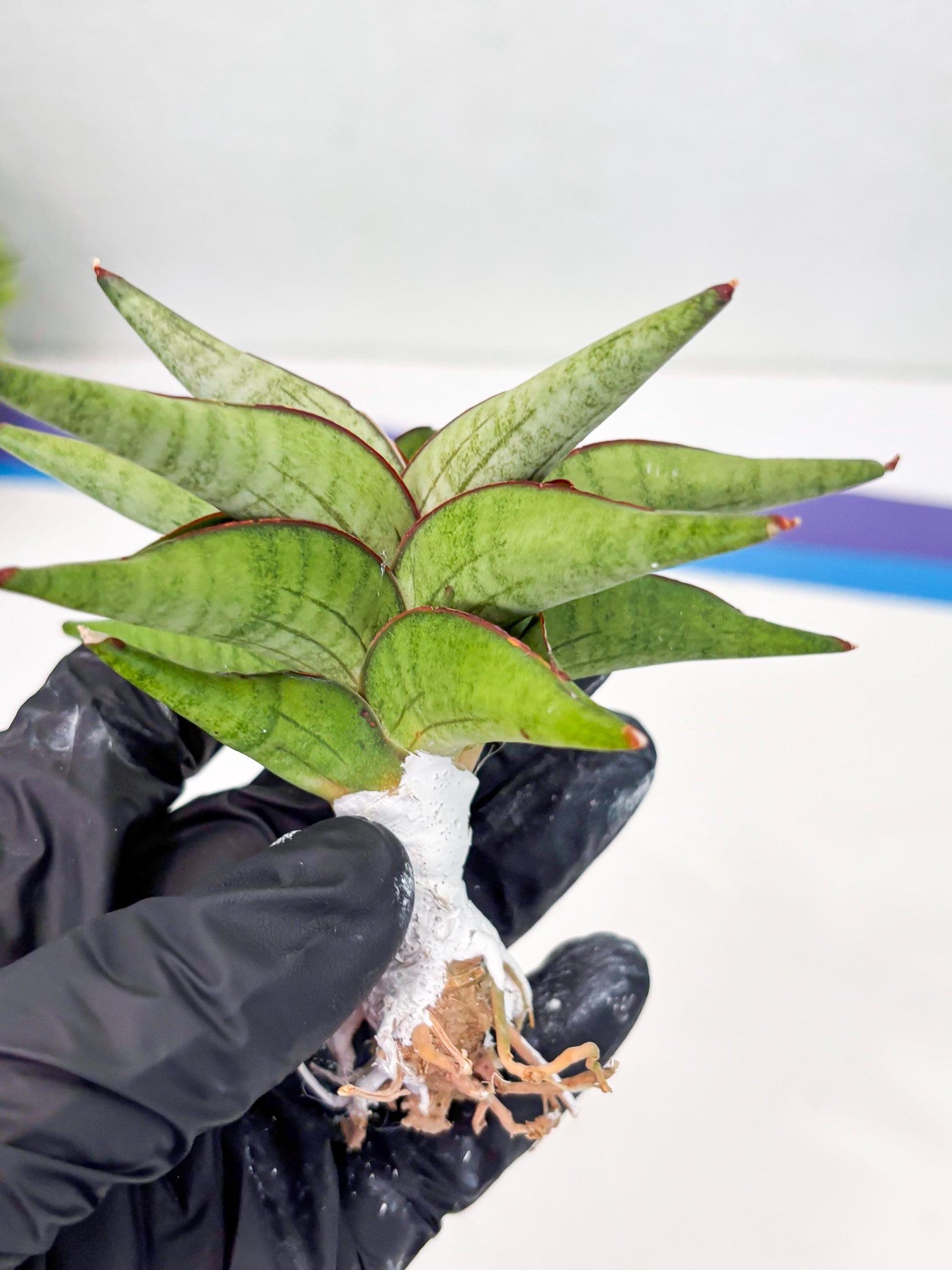 Sansevieria Waddao (su4) (14) | Imported House Plants