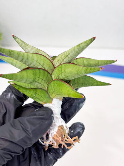 Sansevieria Waddao (su4) (14) | Imported House Plants