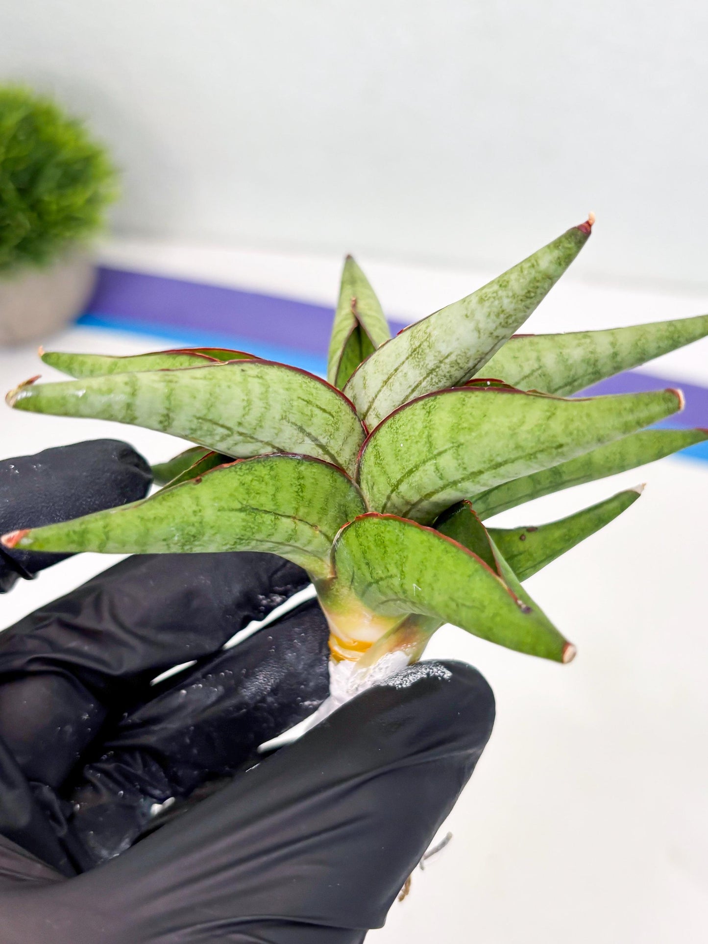 Sansevieria Waddao (su4) (14) | Imported House Plants