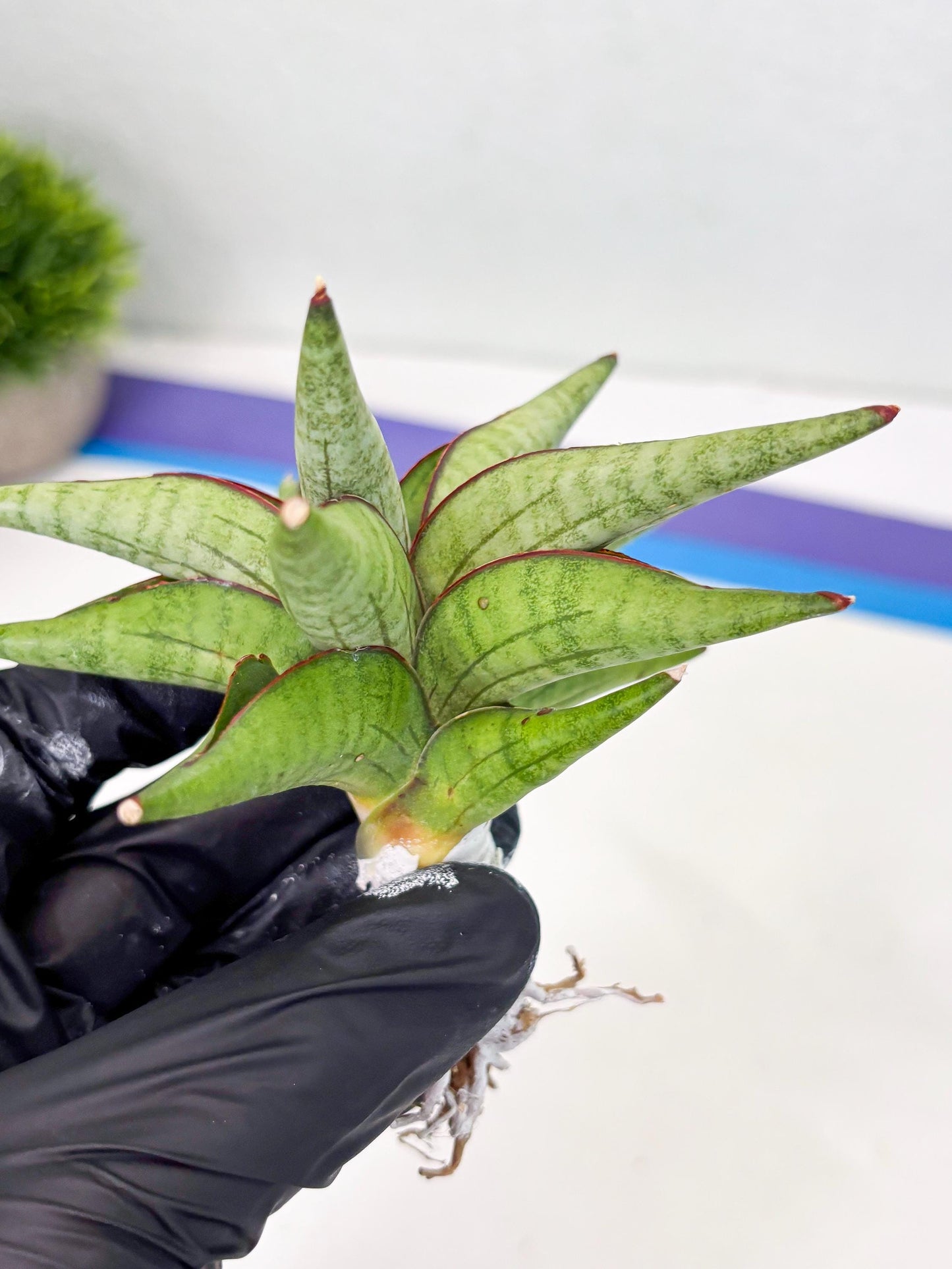 Sansevieria Waddao (su4) (14) | Imported House Plants