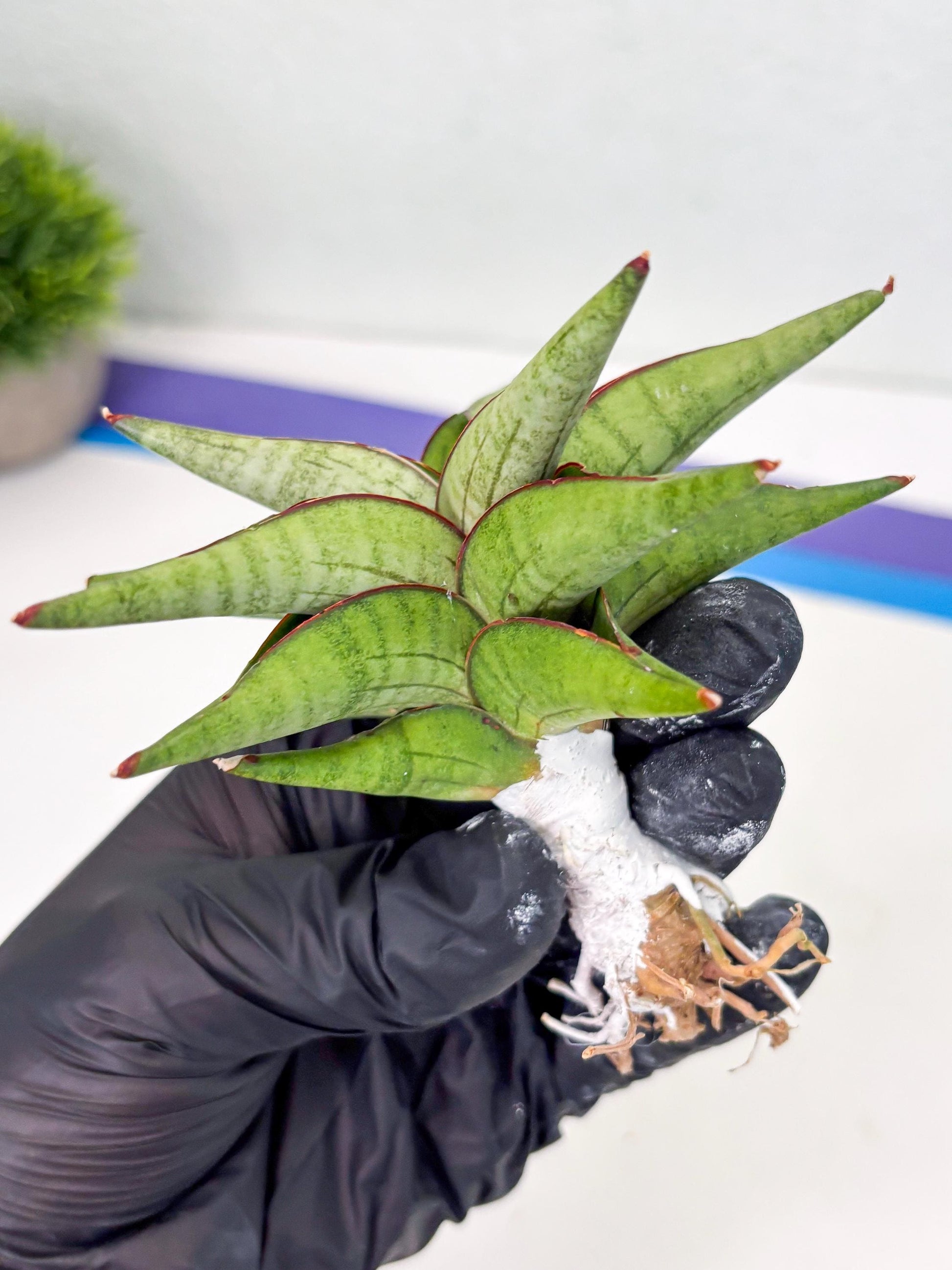 Sansevieria Waddao (su4) (14) | Imported House Plants