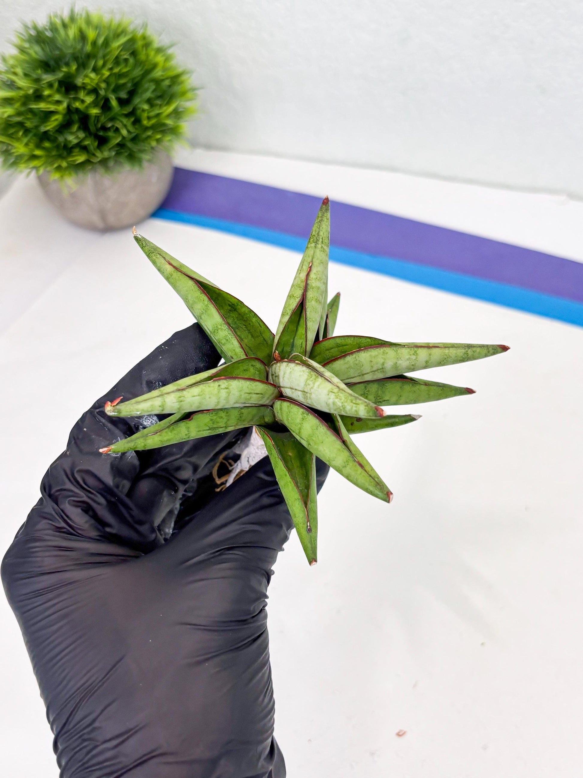 Sansevieria Waddao (su4) (14) | Imported House Plants