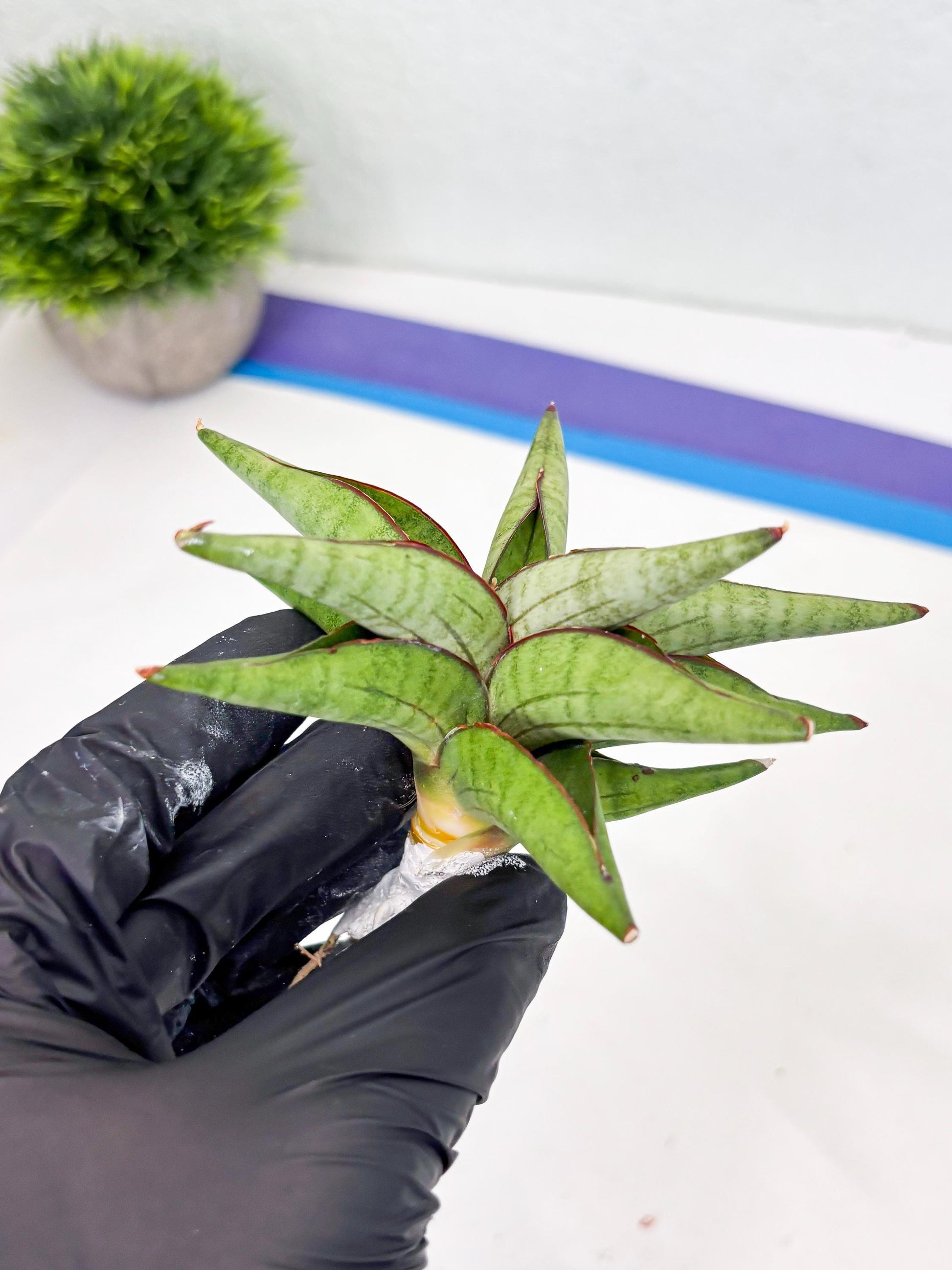Sansevieria Waddao (su4) (14) | Imported House Plants
