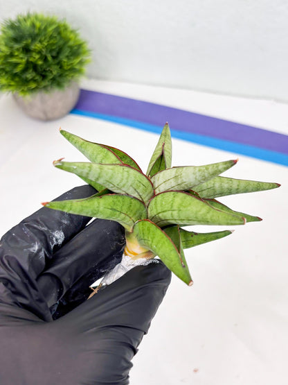 Sansevieria Waddao (su4) (14) | Imported House Plants
