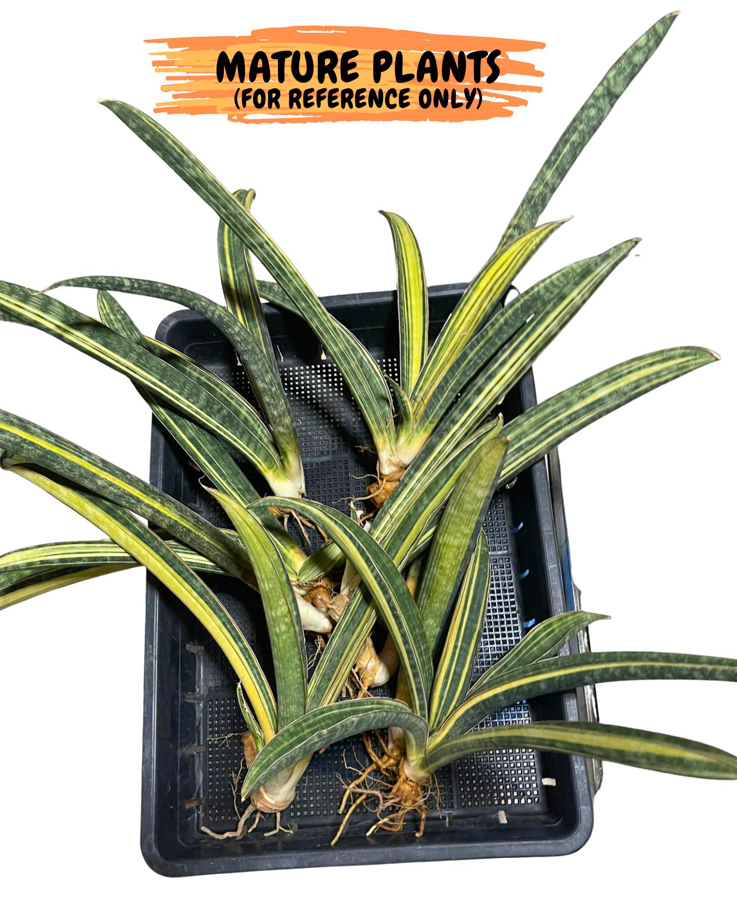 Sansevieria Hallii Baseball Bat Var (su5) (10) | Rare Imported House Plants