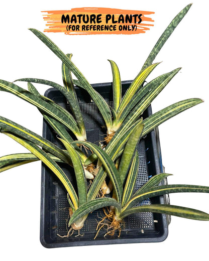 Sansevieria Hallii Baseball Bat Var (su5) (13) | Rare Imported House Plants