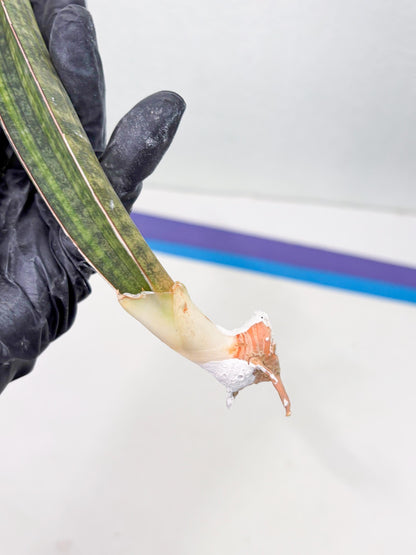 Sansevieria Hallii Baseball Bat Var (su5) (9) | Rare Imported House Plants