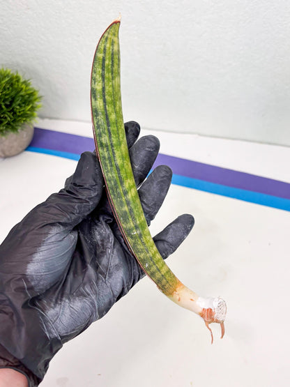 Sansevieria Hallii Baseball Bat Var (su5) (9) | Rare Imported House Plants