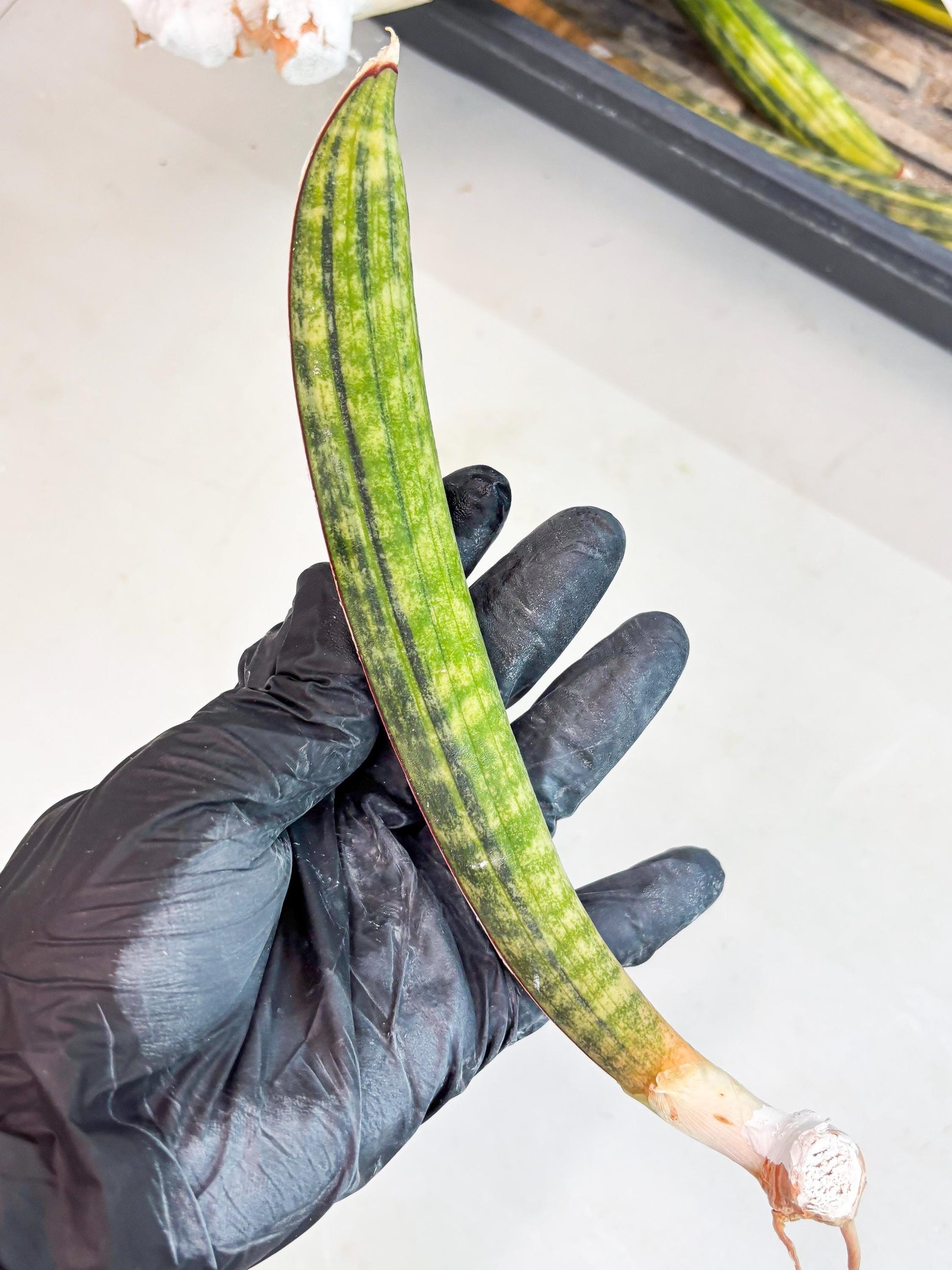 Sansevieria Hallii Baseball Bat Var (su5) (9) | Rare Imported House Plants