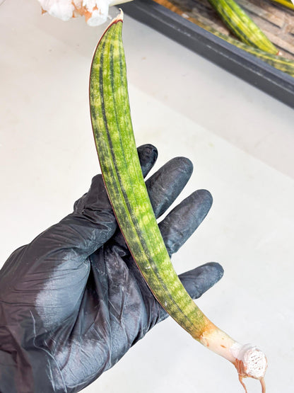 Sansevieria Hallii Baseball Bat Var (su5) (9) | Rare Imported House Plants