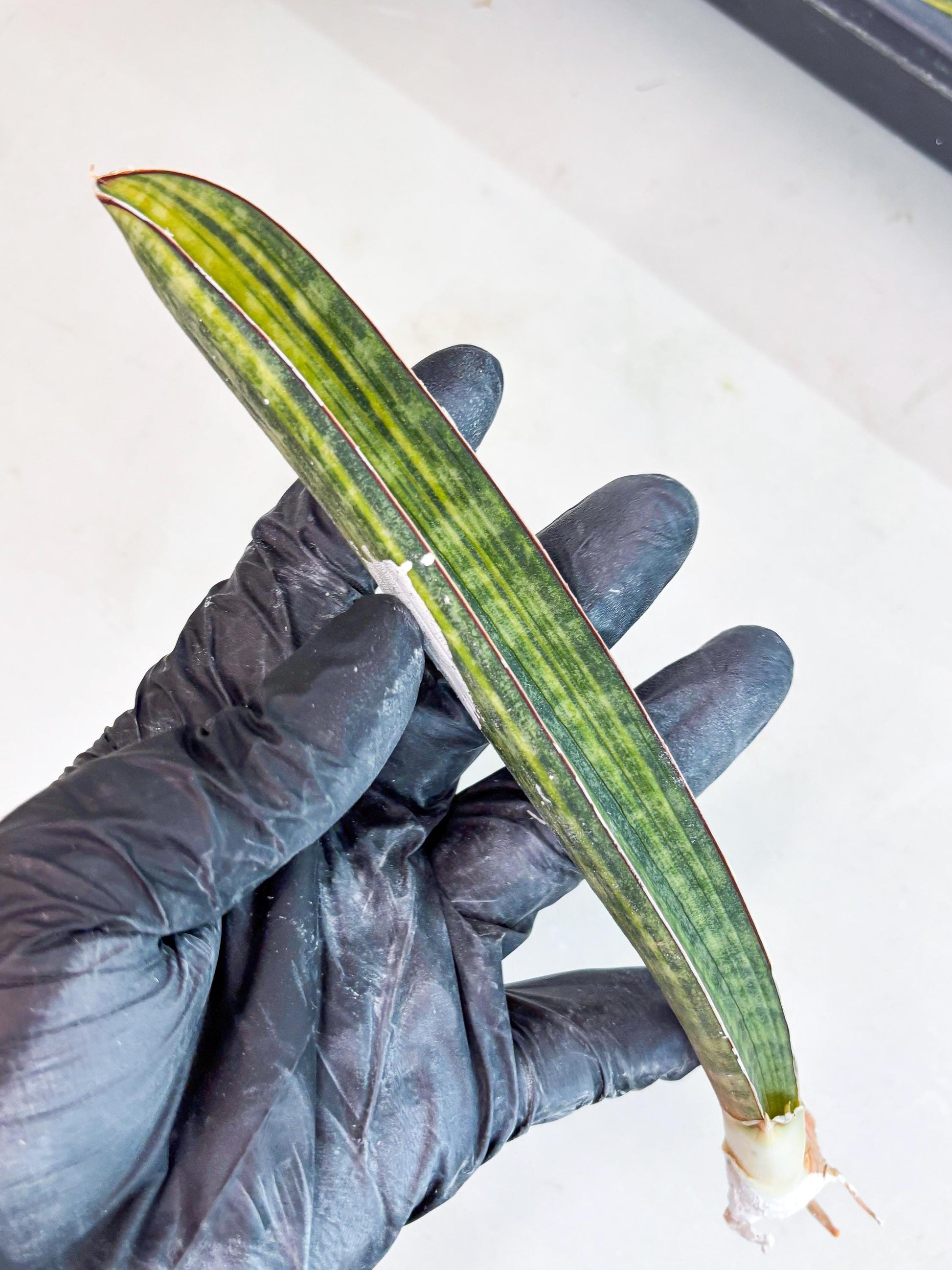 Sansevieria Hallii Baseball Bat Var (su5) (9) | Rare Imported House Plants