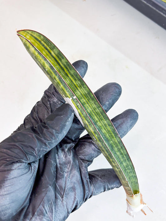 Sansevieria Hallii Baseball Bat Var (su5) (9) | Rare Imported House Plants