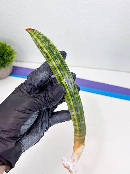 Sansevieria Hallii Baseball Bat Var (su5) (9) | Rare Imported House Plants