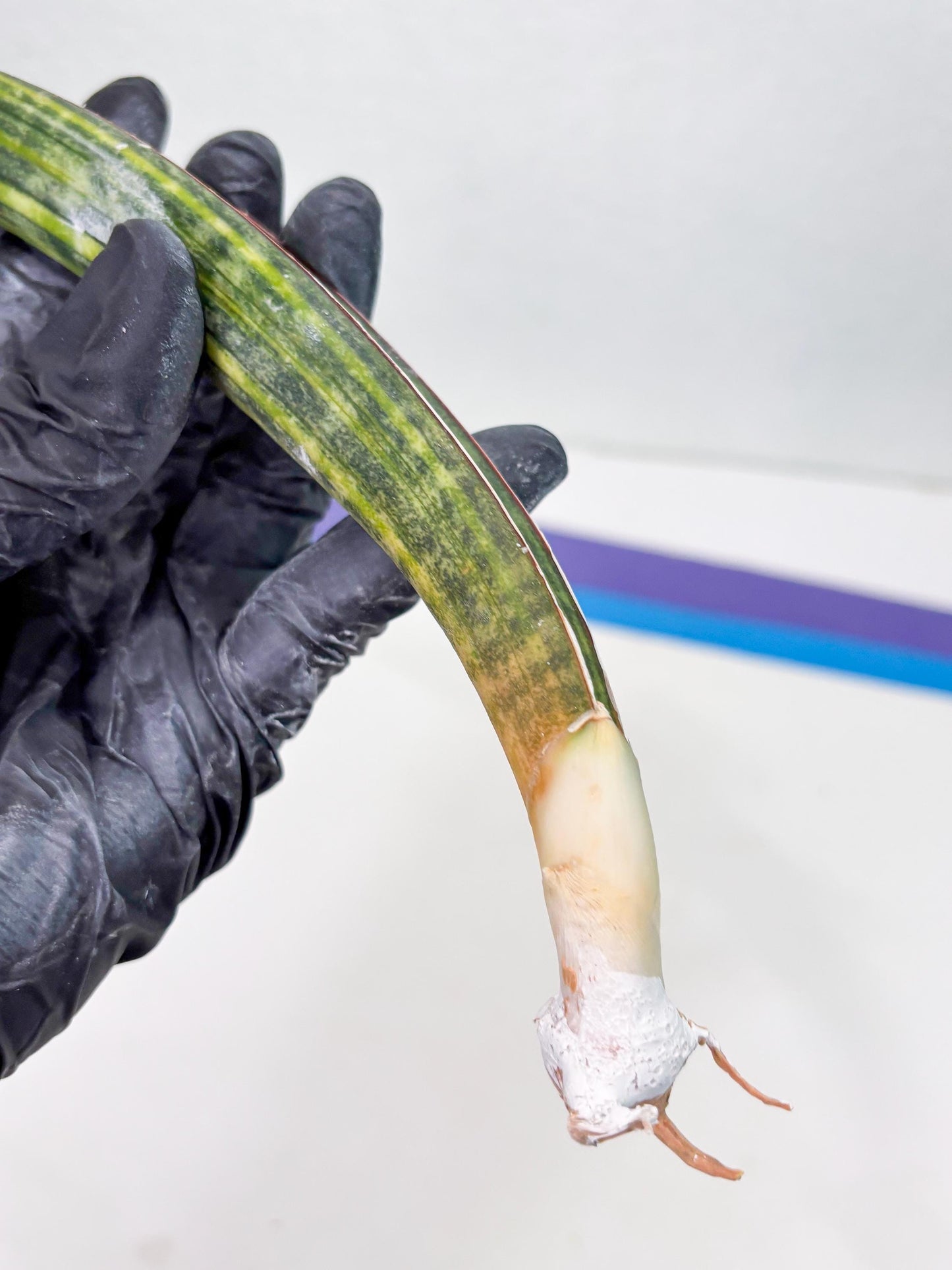 Sansevieria Hallii Baseball Bat Var (su5) (9) | Rare Imported House Plants