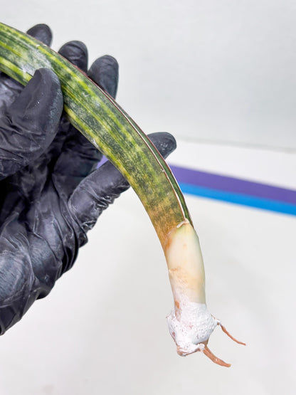 Sansevieria Hallii Baseball Bat Var (su5) (9) | Rare Imported House Plants