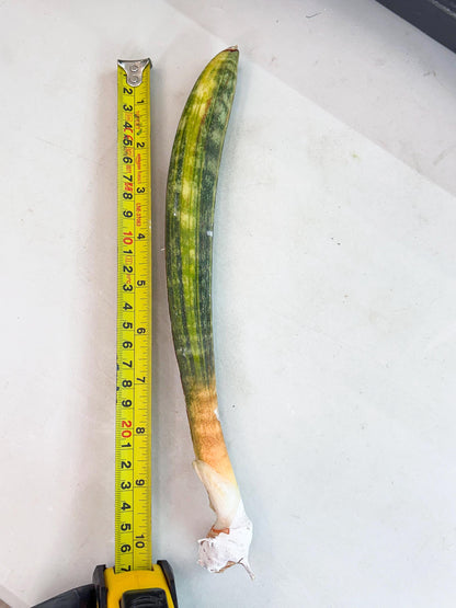 Sansevieria Hallii Baseball Bat Var (su5) (10) | Rare Imported House Plants