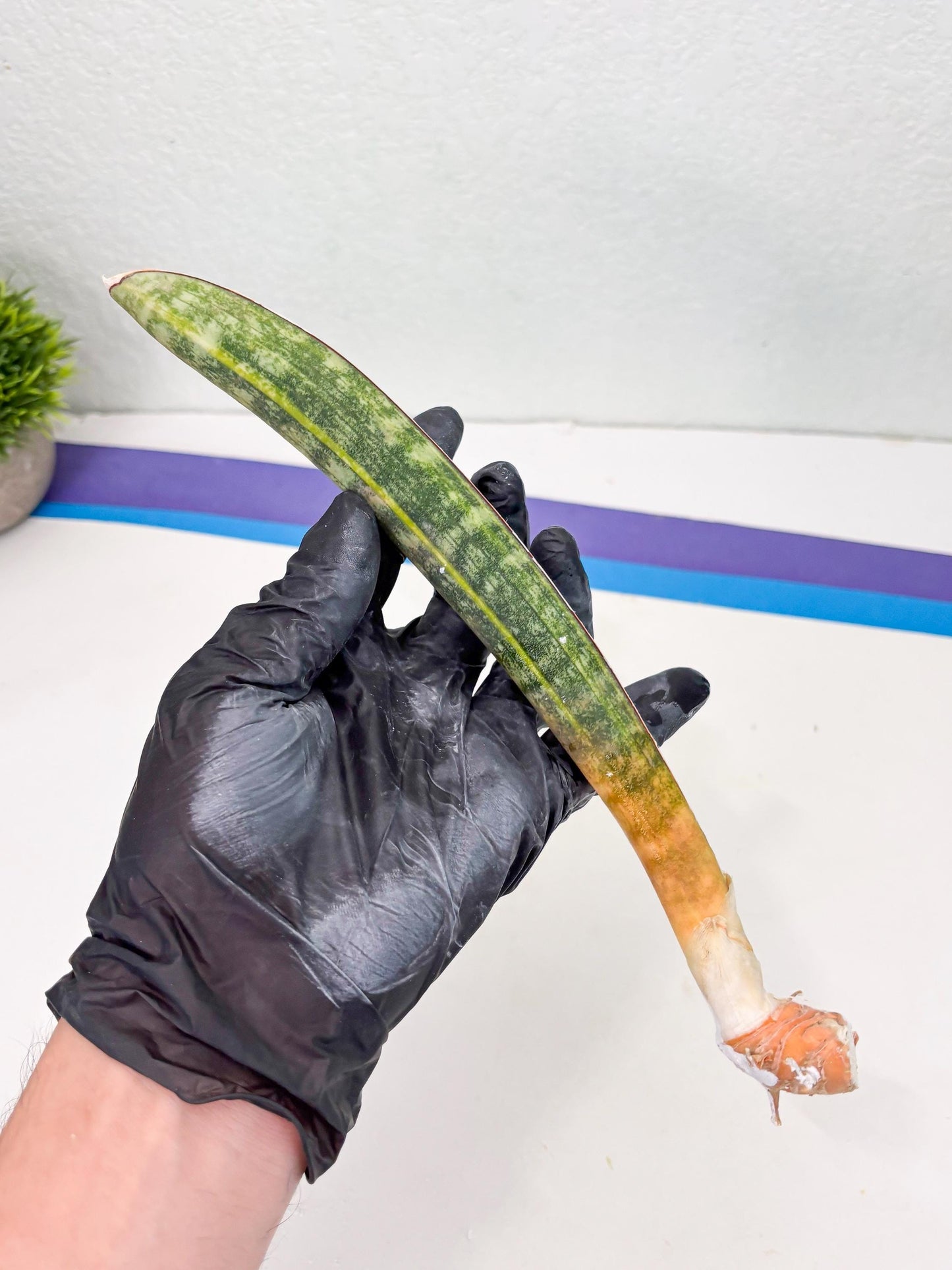 Sansevieria Hallii Baseball Bat Var (su5) (10) | Rare Imported House Plants