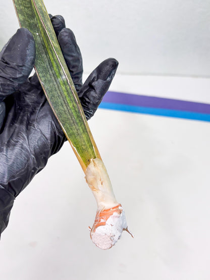 Sansevieria Hallii Baseball Bat Var (su5) (10) | Rare Imported House Plants