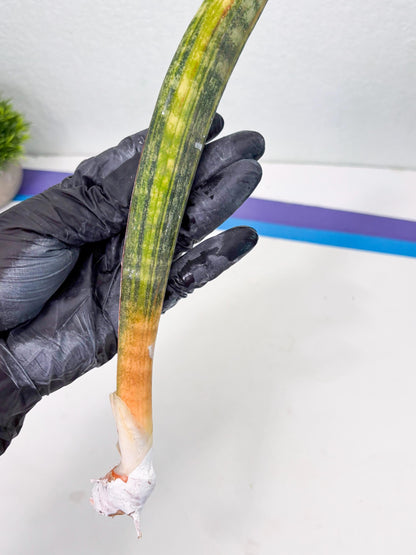 Sansevieria Hallii Baseball Bat Var (su5) (10) | Rare Imported House Plants