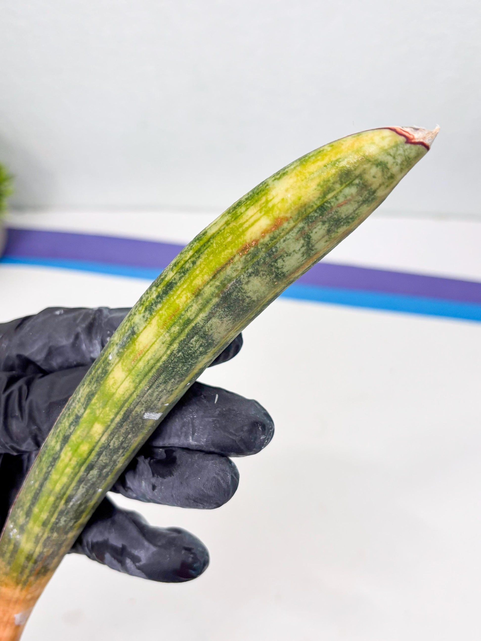 Sansevieria Hallii Baseball Bat Var (su5) (10) | Rare Imported House Plants