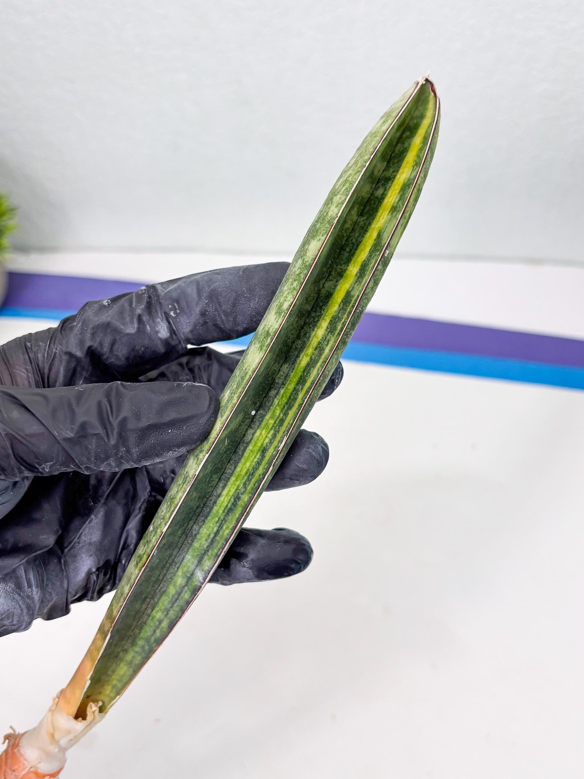 Sansevieria Hallii Baseball Bat Var (su5) (10) | Rare Imported House Plants