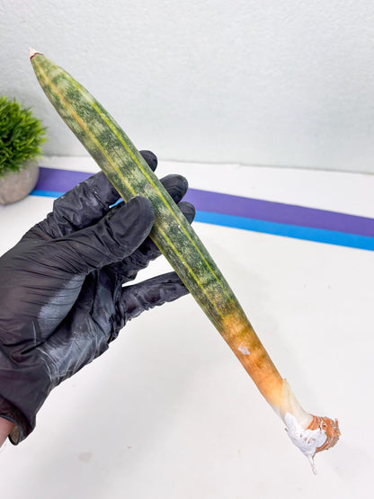 Sansevieria Hallii Baseball Bat Var (su5) (10) | Rare Imported House Plants