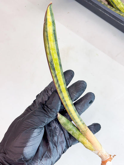 Sansevieria Hallii Baseball Bat Var (su5) (11) | Rare Imported House Plants