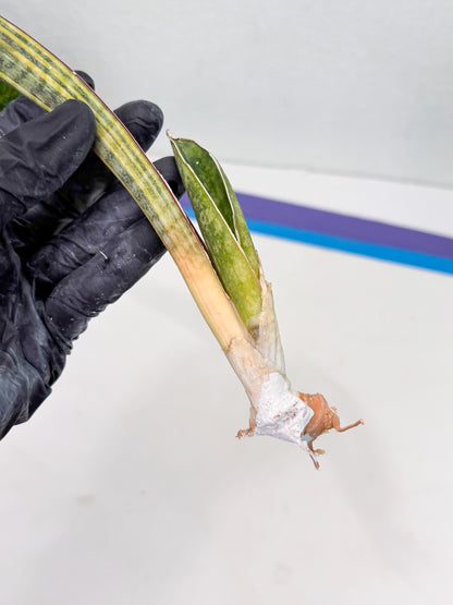 Sansevieria Hallii Baseball Bat Var (su5) (11) | Rare Imported House Plants