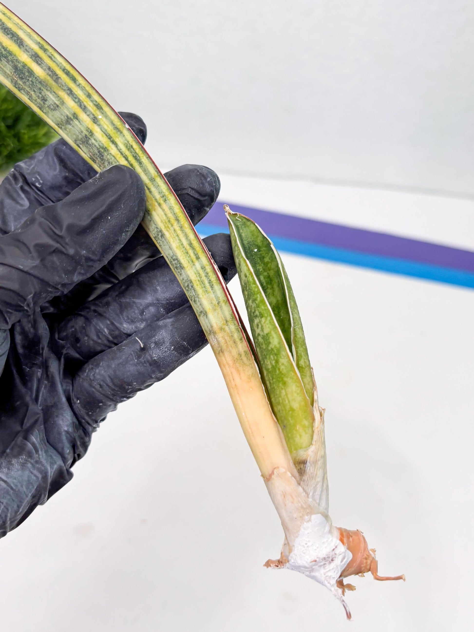 Sansevieria Hallii Baseball Bat Var (su5) (11) | Rare Imported House Plants