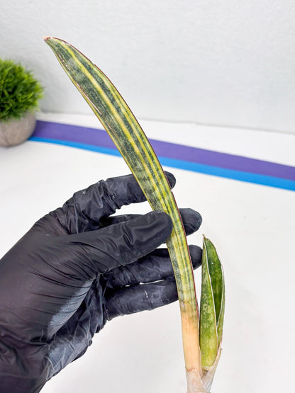 Sansevieria Hallii Baseball Bat Var (su5) (11) | Rare Imported House Plants