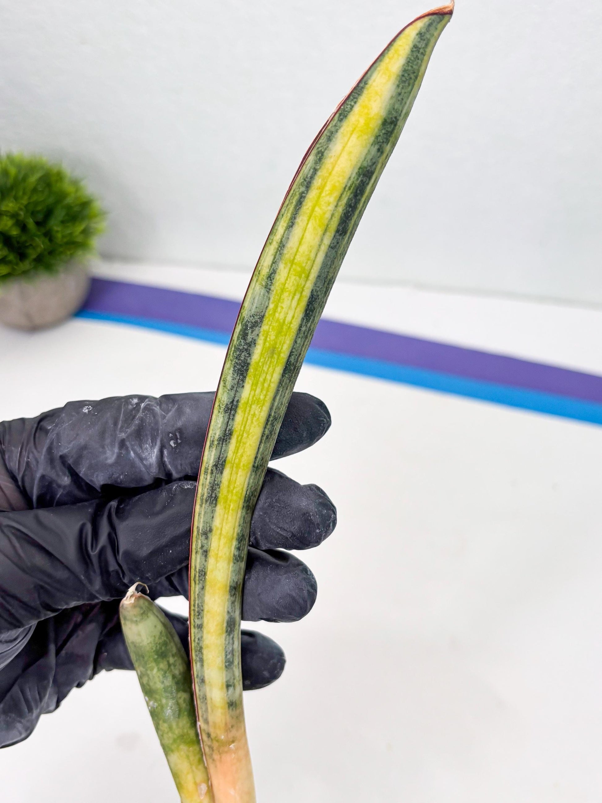 Sansevieria Hallii Baseball Bat Var (su5) (11) | Rare Imported House Plants