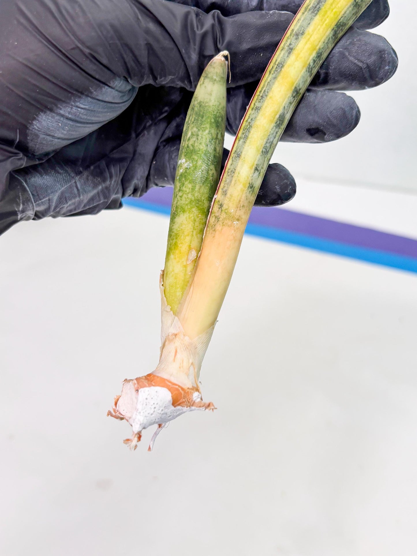 Sansevieria Hallii Baseball Bat Var (su5) (11) | Rare Imported House Plants