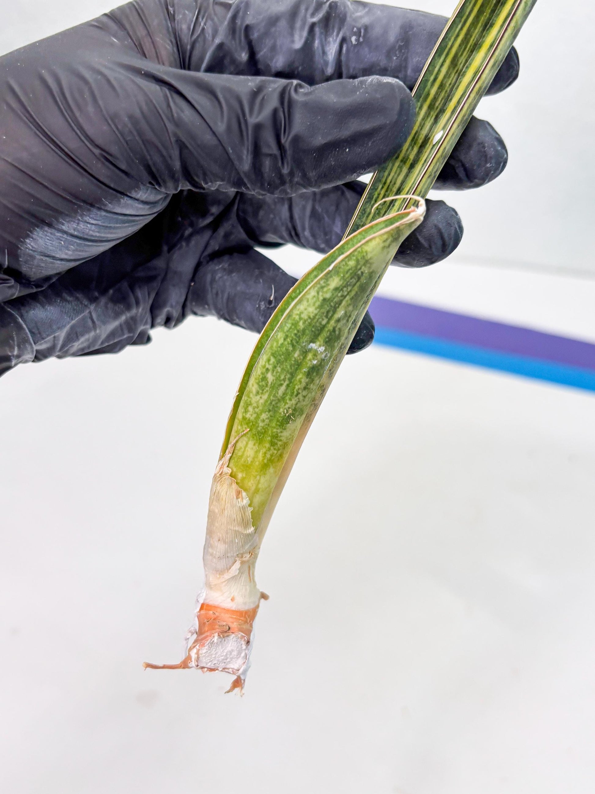 Sansevieria Hallii Baseball Bat Var (su5) (11) | Rare Imported House Plants