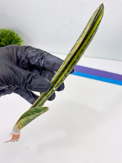 Sansevieria Hallii Baseball Bat Var (su5) (11) | Rare Imported House Plants