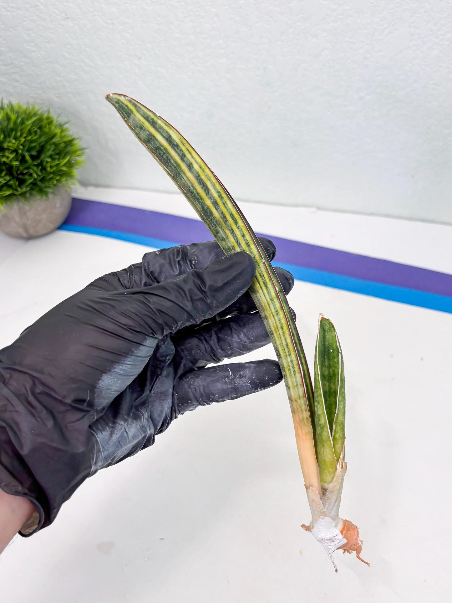 Sansevieria Hallii Baseball Bat Var (su5) (11) | Rare Imported House Plants
