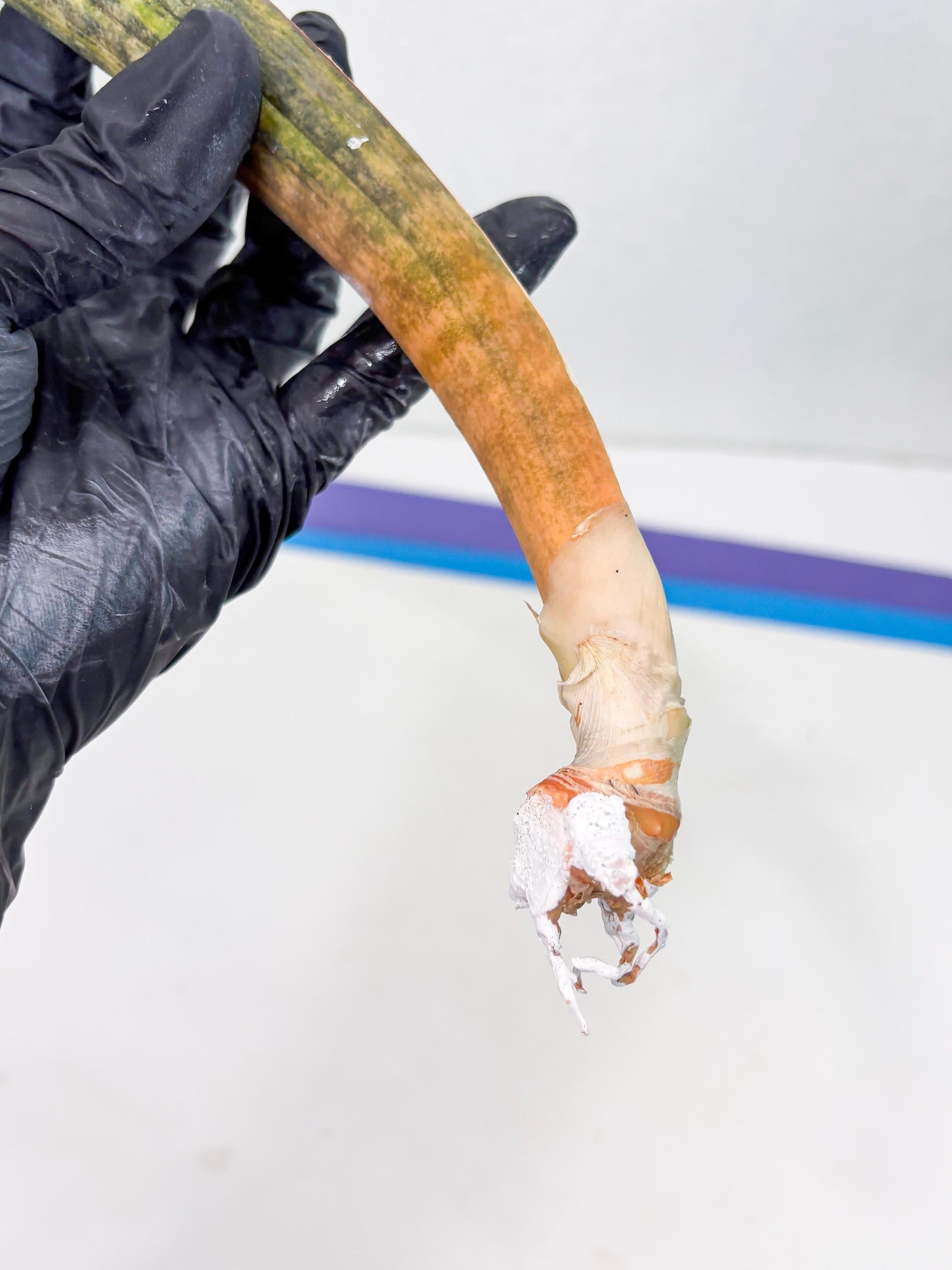 Sansevieria Hallii Baseball Bat Var (su5) (13) | Rare Imported House Plants