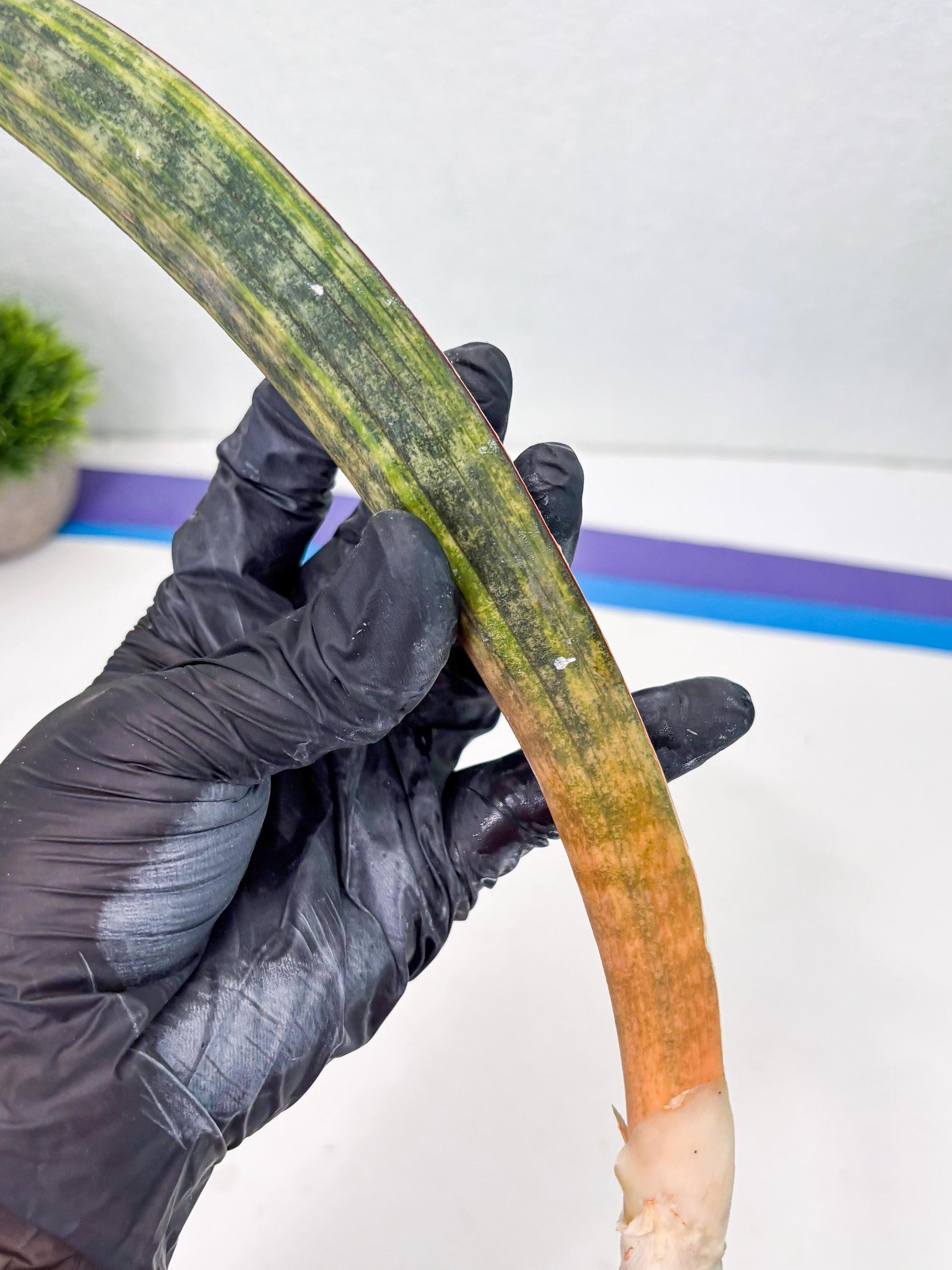 Sansevieria Hallii Baseball Bat Var (su5) (13) | Rare Imported House Plants