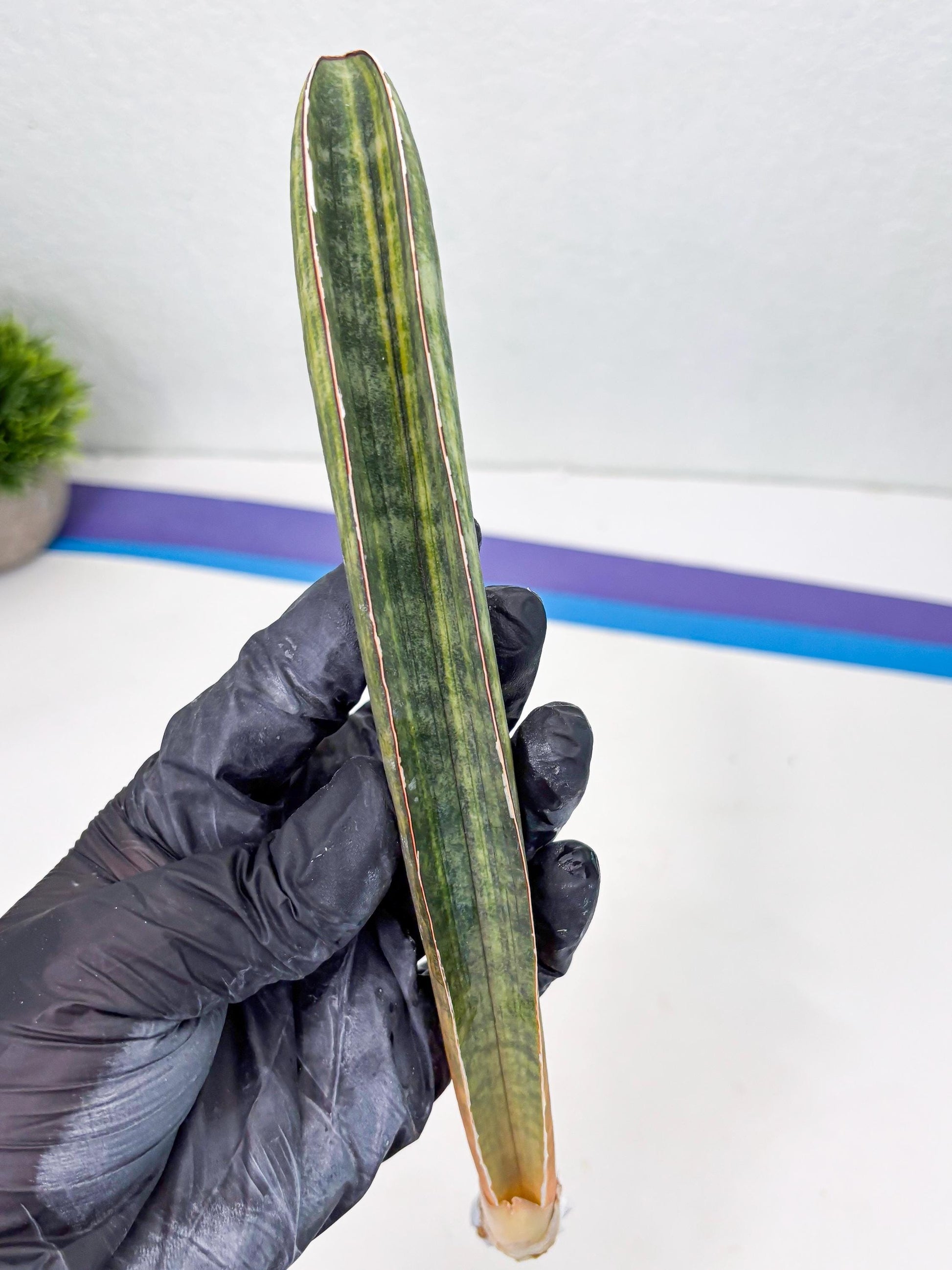 Sansevieria Hallii Baseball Bat Var (su5) (13) | Rare Imported House Plants