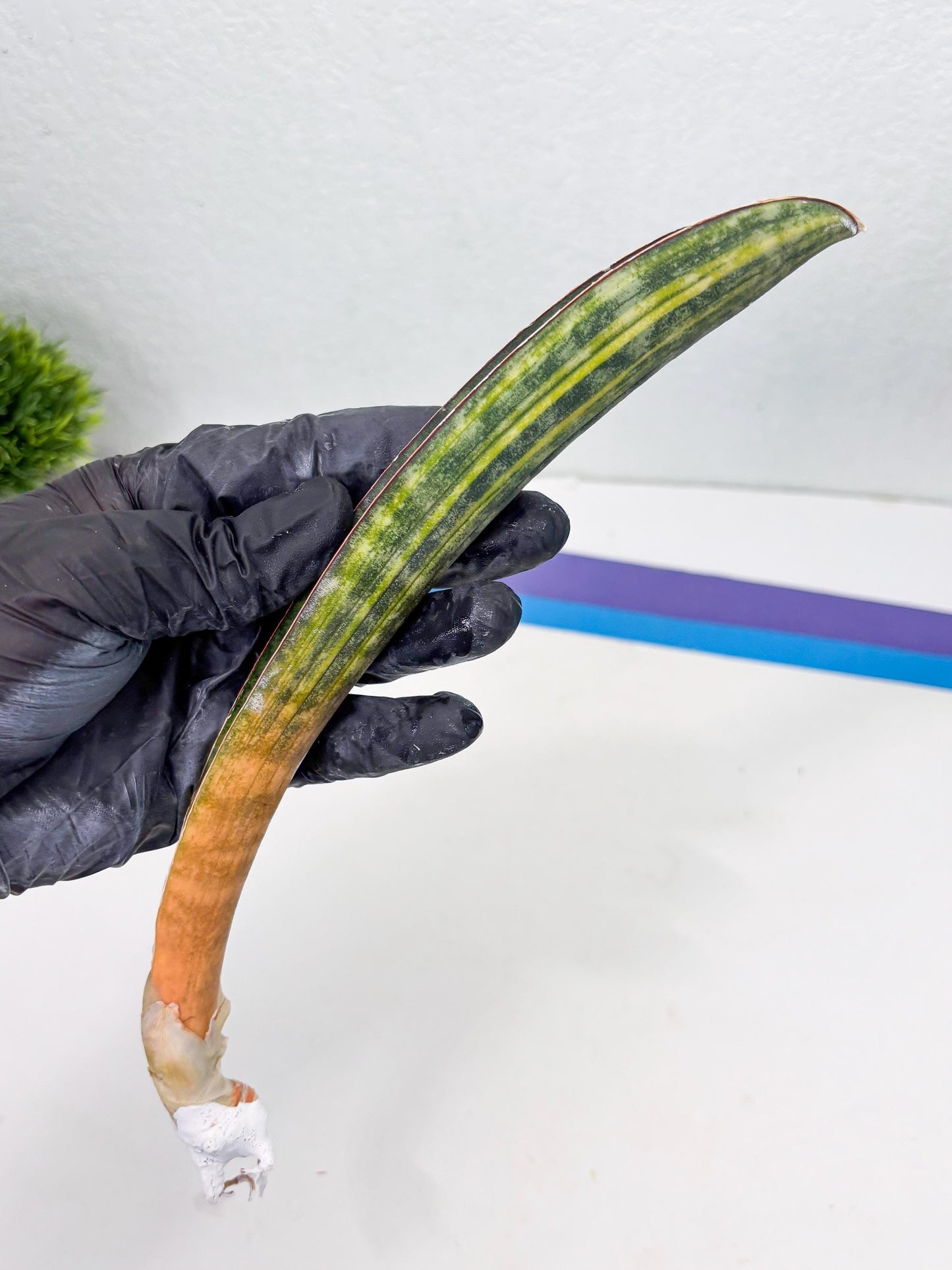 Sansevieria Hallii Baseball Bat Var (su5) (13) | Rare Imported House Plants