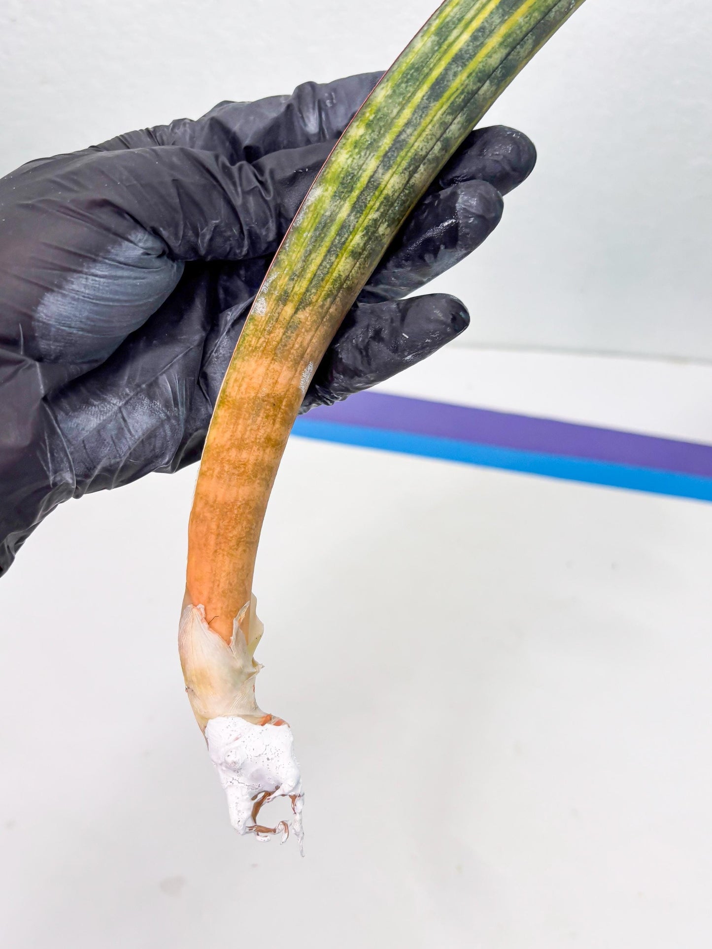 Sansevieria Hallii Baseball Bat Var (su5) (13) | Rare Imported House Plants