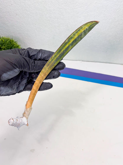 Sansevieria Hallii Baseball Bat Var (su5) (14) | Rare Imported House Plants