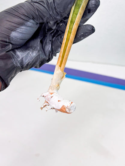 Sansevieria Hallii Baseball Bat Var (su5) (14) | Rare Imported House Plants