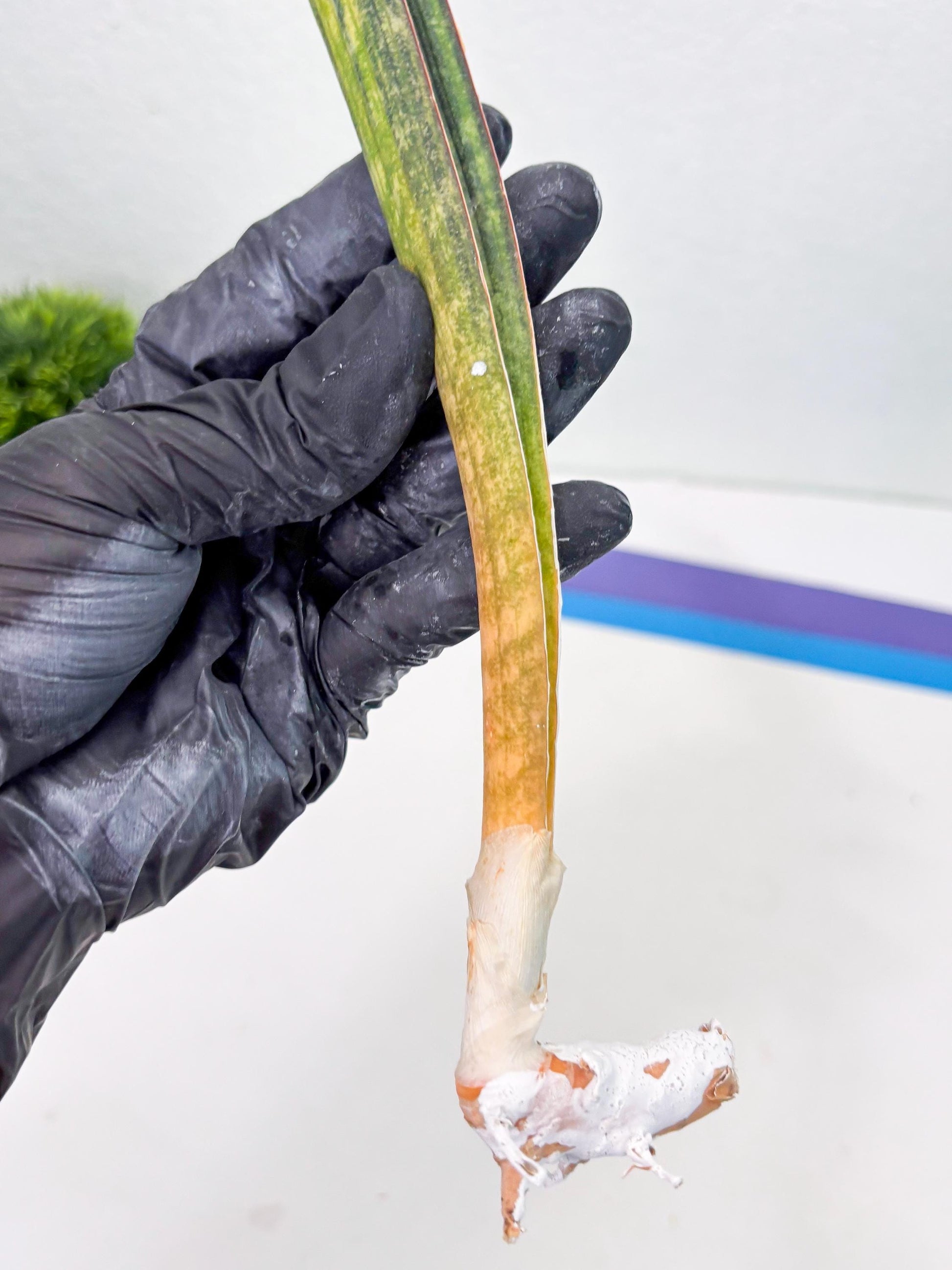 Sansevieria Hallii Baseball Bat Var (su5) (14) | Rare Imported House Plants