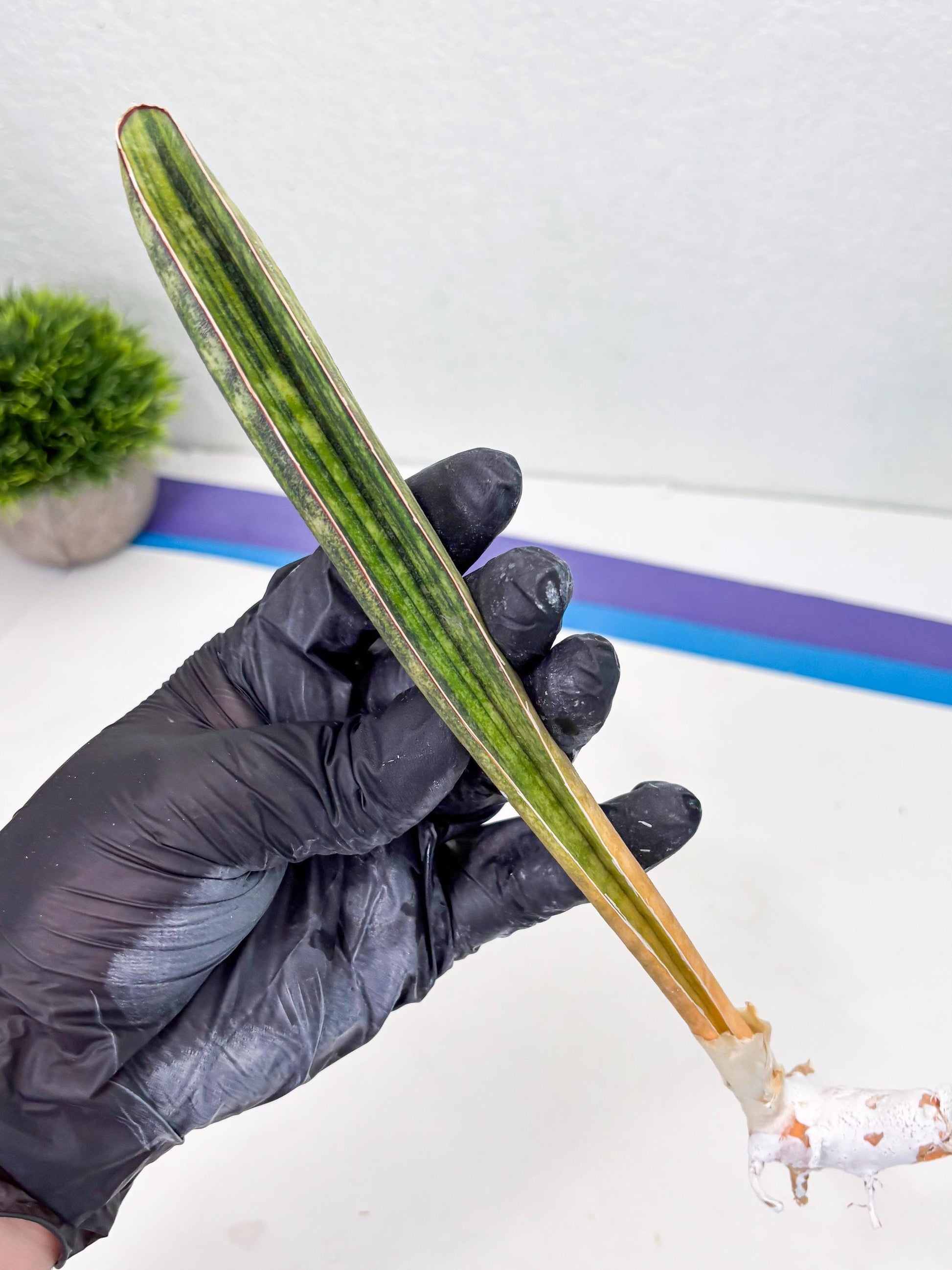 Sansevieria Hallii Baseball Bat Var (su5) (14) | Rare Imported House Plants